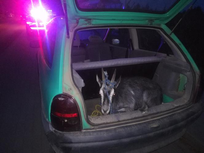 Nietypowy pasażer na gapę. W bagażniku wiózł kozę 