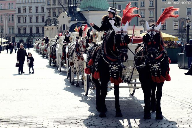 Dorożki na krakowskim Rynku