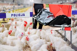 Pracownik zagazowany na fermie drobiu! Szokujące ustalenia