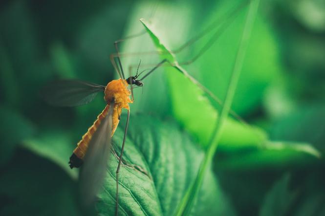 Inwazja komarów w Warszawie. Czy będą opryski przeciw owadom?