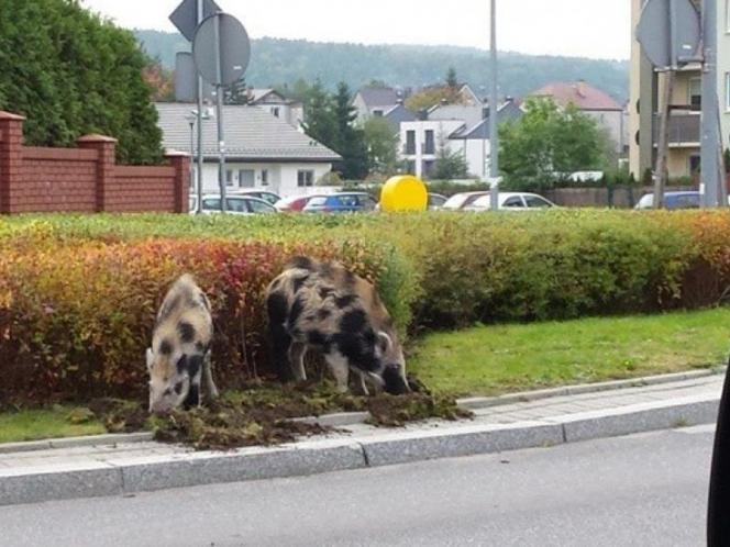Dzikie zwierzęta przyłapane w Wejherowie