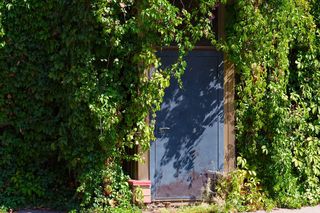 Winobluszcz pięciolistkowy