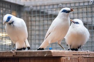 We wrocławskim zoo wykluły się jedne z najrzadszych ptaków na świecie!