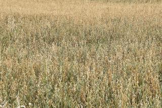 To lubelskie pole było słynne na całą Polskę! Co tu rośnie zamiast konopi? Zobacz