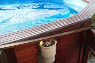 Lis i królik rzucili wyzwanie strażnikom z Ekopatrolu