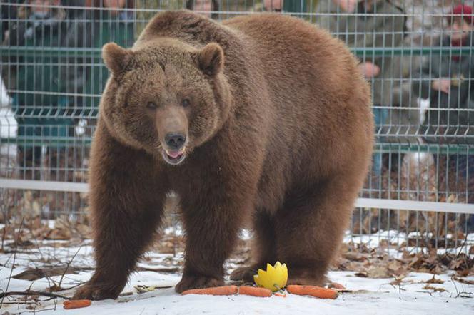 Do poznańskiego zoo trafił m.in. niedźwiedź Baloo, który wcześniej był trzymany w złych warunkach w cyrku.
