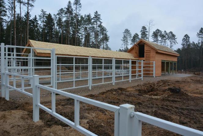 Kopna Góra. Na Podlasiu powstaje zagroda pokazowa żubrów