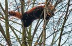 Panda, która uciekła z poznańskiego ZOO