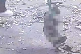 Nastolatki śmiały się, gdy uderzały kotem o ścianę. Potem go podpaliły