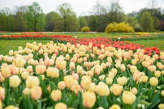 Tysiące tulipanów zakwitło na majówkę! Jednak zobaczyć je możecie tylko tak