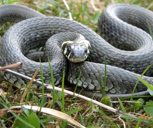 Płock. 1,5-metrowy wąż na plebanii! Interweniowała straż miejska