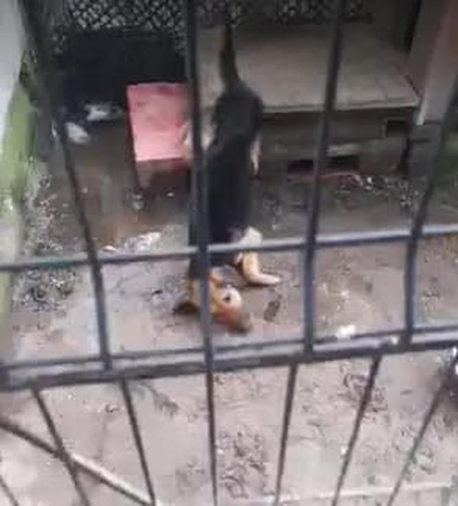 Smardzowice. Strażak niemal zagłodził psiaka na śmierć! Marley nie był w stanie ustać na nogach