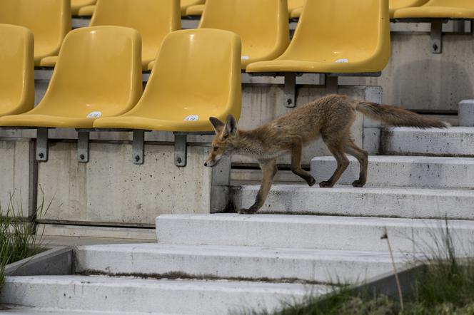 Lisy na stadionie we Wrocławiu