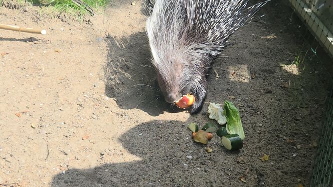 Pokazowe karmienie w myślęcińskim zoo to prawdziwy hit! Sprawdziliśmy to na miejscu