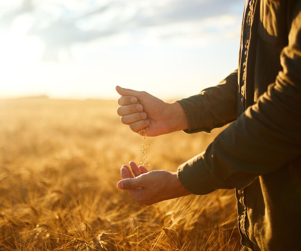 Rolnik w zielonej koszuli przesypujący ziarna zbóż w dłoniach, na tle dojrzałego pola zboża o zachodzie słońca. Obraz symbolizuje rolnictwo i plony, problemy finansowe rolników oraz dostępne formy wsparcia dla gospodarstw, o czym przeczytasz na Super Biznes.