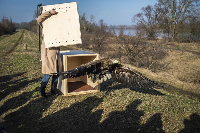 Orzeł bielik powrócił nad dziką Wisłę