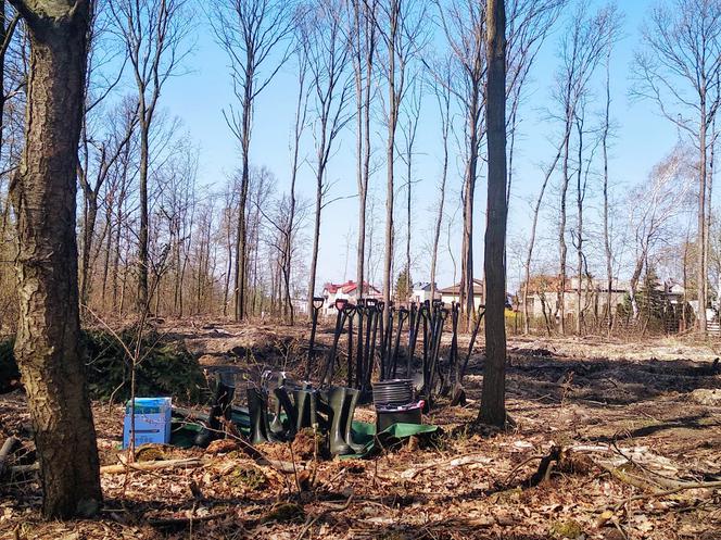 Katowice: Leśnicy sadzą na Muchowcu nowe drzewa [ZDJĘCIA, AUDIO]