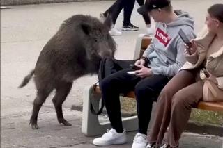 Dzik z Gdyni merda ogonkiem jak piesek. Nagranie z TikToka hitem internetu [ZDJĘCIA]