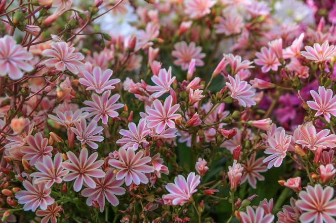 Lewizja liścieniowa (Lewisia cotyledon) 