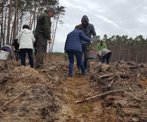 Posadzili kawałek lasu w miejscu wyciętego