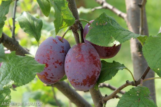 Prunus domestica-śliwa Cacanska Rana