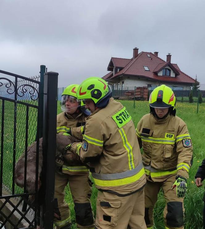 Strażacy pomogli uwięzionemu jelonkowi