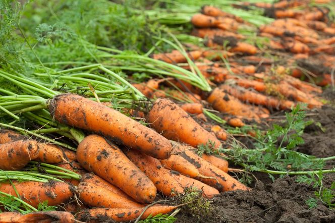 Połyśnica marchwianka – szkodliwość i zwalczanie groźnego szkodnika marchwi