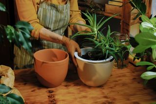 Podlewaj go raz w miesiącu tą domową miksturą. Aloes będzie rósł w oczach