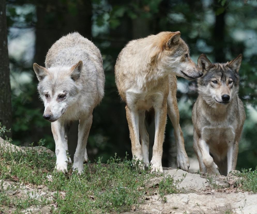 Wataha wilków rozszarpała kilkadziesiąt zwierząt! Mieszkańcy boją się o bezpieczeństwo