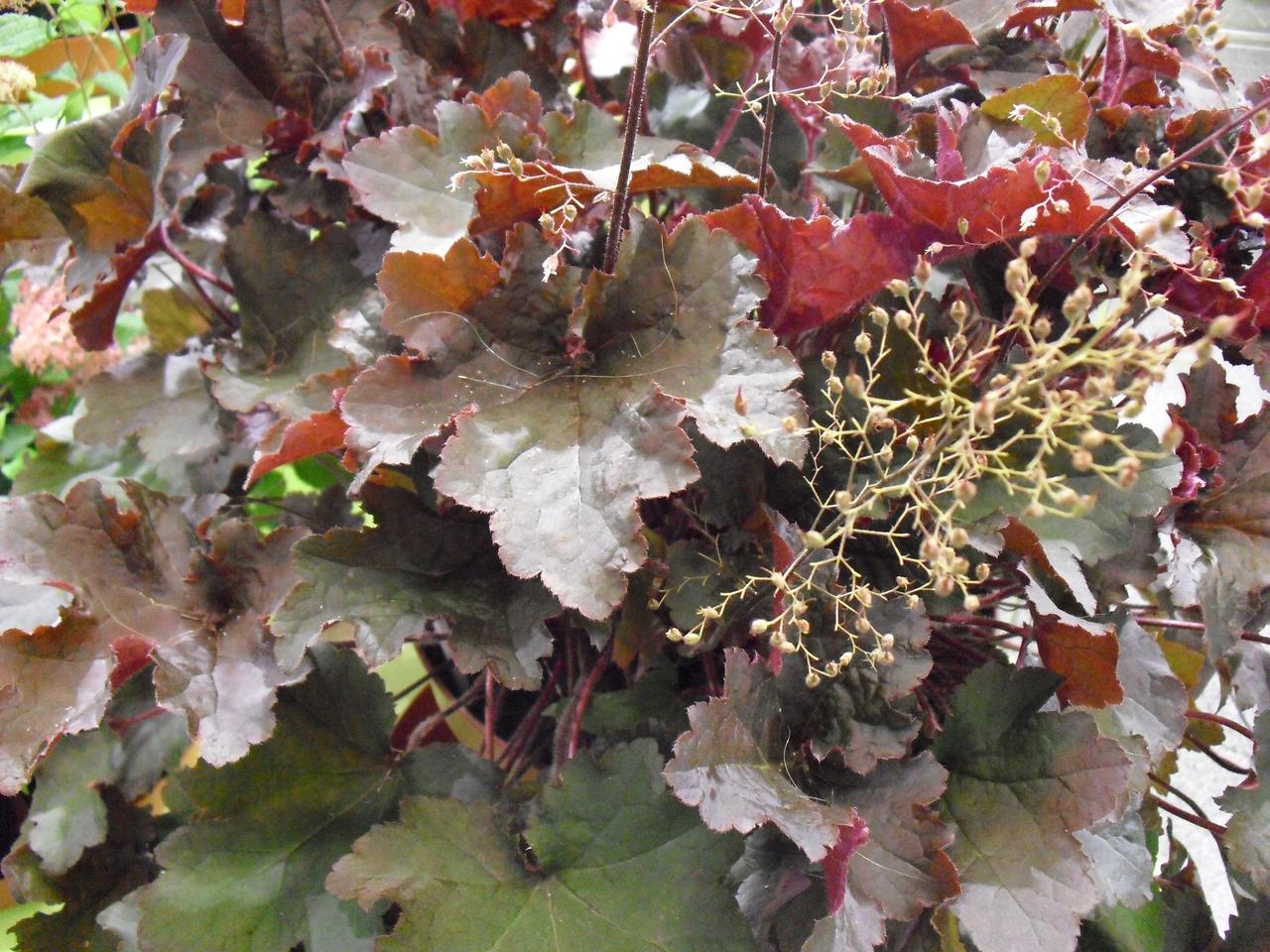 Żurawka ‘Afra’  - Heuchera ‘Afra’ 