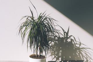 Dracena obrzeżona, Dracena marginata