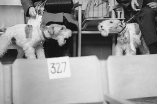 Te rasy psów królowały w PRL-u