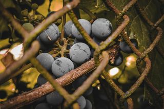 W tych miejscach w woj. lubelskim można znaleźć winnice