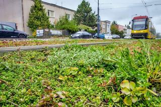 Tory tramwajowe w Warszawie pachną włoską pizzą