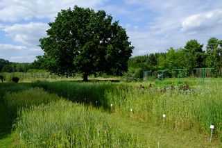 Ogród Botaniczny PAN w Powsinie