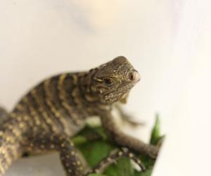 Kolejny cud narodzin w Śląskim Ogrodzie Zoologicznym. To prawdziwy baby boom!