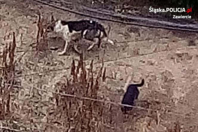 Policja poszukuje właściciela psów. Zagryzły 47 ptaków ozdobnych [ZDJĘCIA]