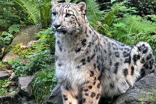 Pantera śnieżna Asha po kilku miesiącach zadomowiła się w opolskim zoo