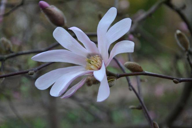 Magnolia loebnera 'Leonard Messel'