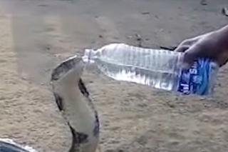 Spragniona kobra pije wodę z ludźmi! Oto nowy hit sieci [WIDEO]