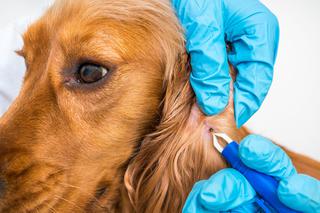Borelioza u psa - czy jest wyleczalna? Diagnostyka i objawy