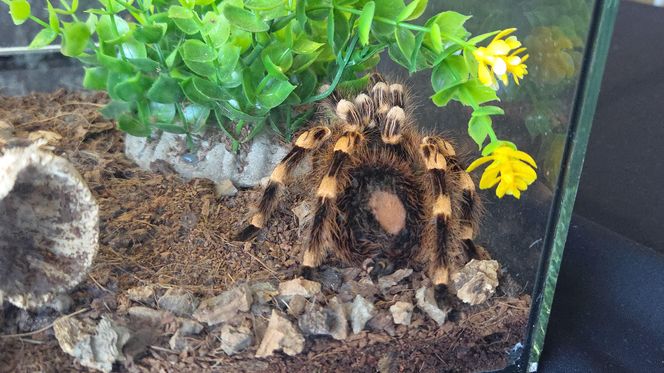 Węże, pająki i dreszczyk emocji w Bydgoszczy! Dragon Expo zachwyciło odwiedzających