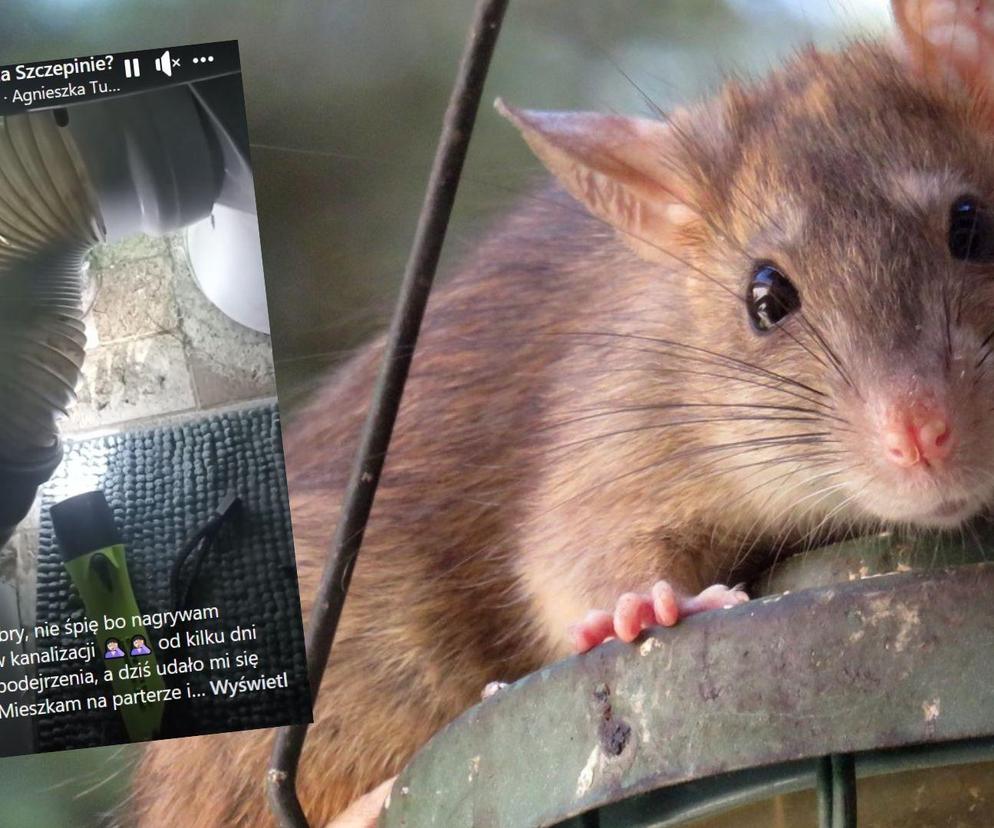 Mieszkanka Wrocławia nagrała film, gdy szczur próbował wejść do jej domu! „Przegryza rurę”
