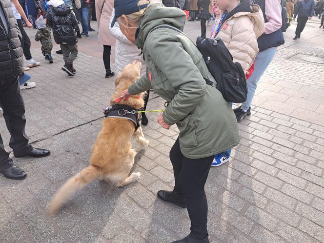 33. Finał WOŚP z grupą krakowskich Golden Retrieverów