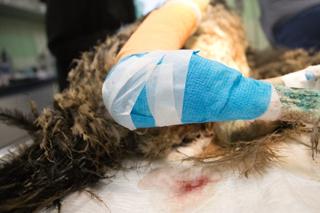 Operacja nogi strusia Tadzia