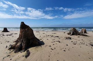 Zatopiony Las cudem Polski! Zobacz, które miejsca skradły serca internautów w plebiscycie