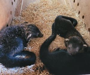 Baby book w łódzim ZOO. Poznajcie nowych, wyjątkowych lokatorów [ZDJĘCIA] 