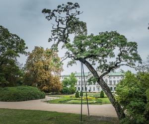 Robinia biała Crispa ze Śródmieścia