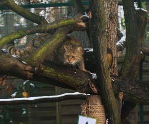 Zima w zoo we Wrocławiu. Zobacz, jak zwierzaki radzą sobie w chłodne dni 