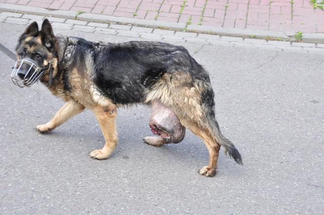 Nie poszła z psem do weterynarza z miłości. Sunia miała 4 kilogramowy, rozerwany guz z larwami much w środku [DRASTYCZNE]